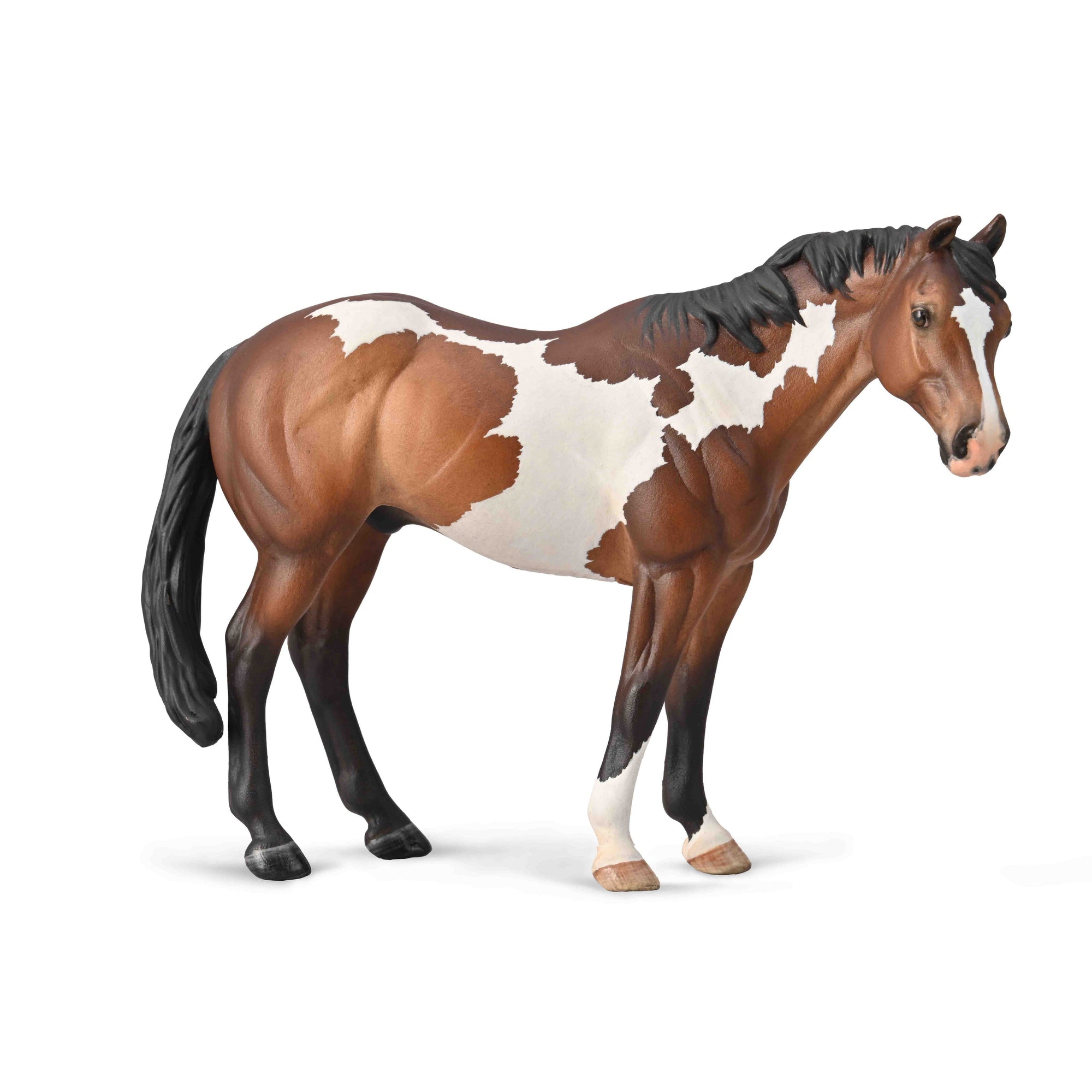 חיות, עולם הסוסים - סטאליון אפלוסה (XL) Overo Paint